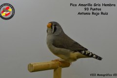 pico-amarillo-gris-hembra