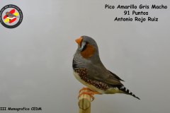 pico-amarillo-gris-macho