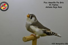 pico-amarillo-pio-hembra