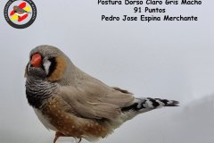 postura-dorso-claro-gris-macho