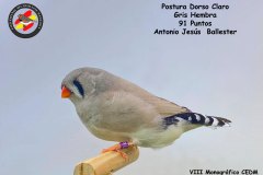 postura-dorso-claro-hembra