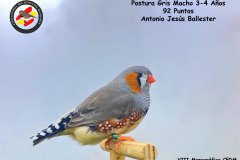 postura-gris-3-4-anos-macho