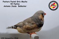 postura-pastel-gris-macho