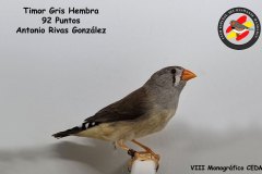 timor-hembra