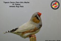 topacio-dorso-claro-gris-macho