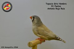 topacio-gris-hembra