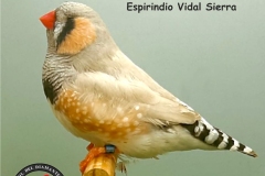 Macho-Dordo-Claro-Gris-Postura