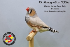 Macho-Dorso-Claro-Gris