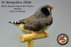 Macho-Mejillas-Negras-Gris-Postura
