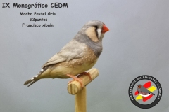 Macho-Pastel-Gris