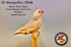 Macho-Pecho-Negro-Pecho-Naranja-Pastel-Gris