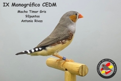 Macho-Timor-Gris