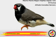 Macho gris 91 puntos Aurelio Ortiz Chacón - 1