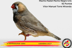 Macho gris 91 puntos Aurelio Ortiz Chacón - 1