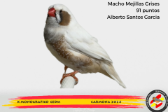 25-macho-mejillas-grises