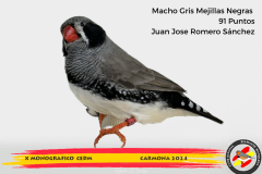 Macho gris 91 puntos Aurelio Ortiz Chacón - 1