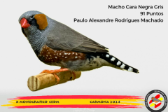 Macho gris 91 puntos Aurelio Ortiz Chacón - 1