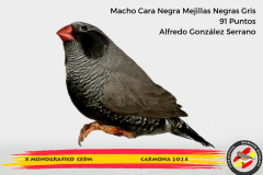 Macho gris 91 puntos Aurelio Ortiz Chacón - 1