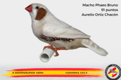 Macho gris 91 puntos Aurelio Ortiz Chacón - 1