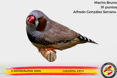 Macho gris 91 puntos Aurelio Ortiz Chacón - 1