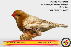 541-macho-Phaeo-gris-png-pnj