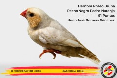 547-hembra-phaeo-bruna-png-pnj