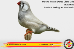 Macho gris 91 puntos Aurelio Ortiz Chacón - 1