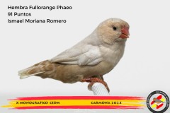 637-hembra-fullorange-phaeo