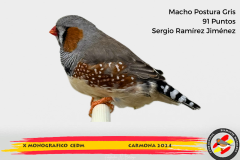 Macho gris 91 puntos Aurelio Ortiz Chacón - 1