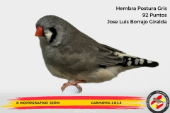 830-Hembra-gris-postura
