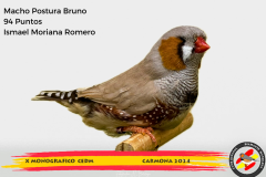 Macho gris 91 puntos Aurelio Ortiz Chacón - 1