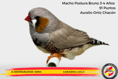839-Macho-Bruno-Postura-3-4-anos