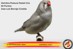 Macho gris 91 puntos Aurelio Ortiz Chacón - 1