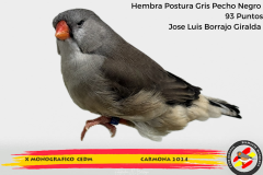 Macho gris 91 puntos Aurelio Ortiz Chacón - 1