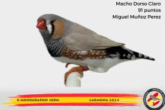 Macho gris 91 puntos Aurelio Ortiz Chacón - 1