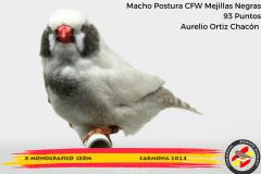 Macho gris 91 puntos Aurelio Ortiz Chacón - 1