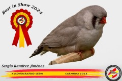 Mejor-pajaro-escarapela-final