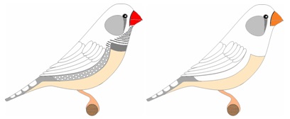 Diamante Mandarín Mejillas Grises