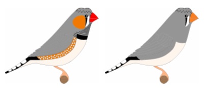 Diamante Mandarín Moña